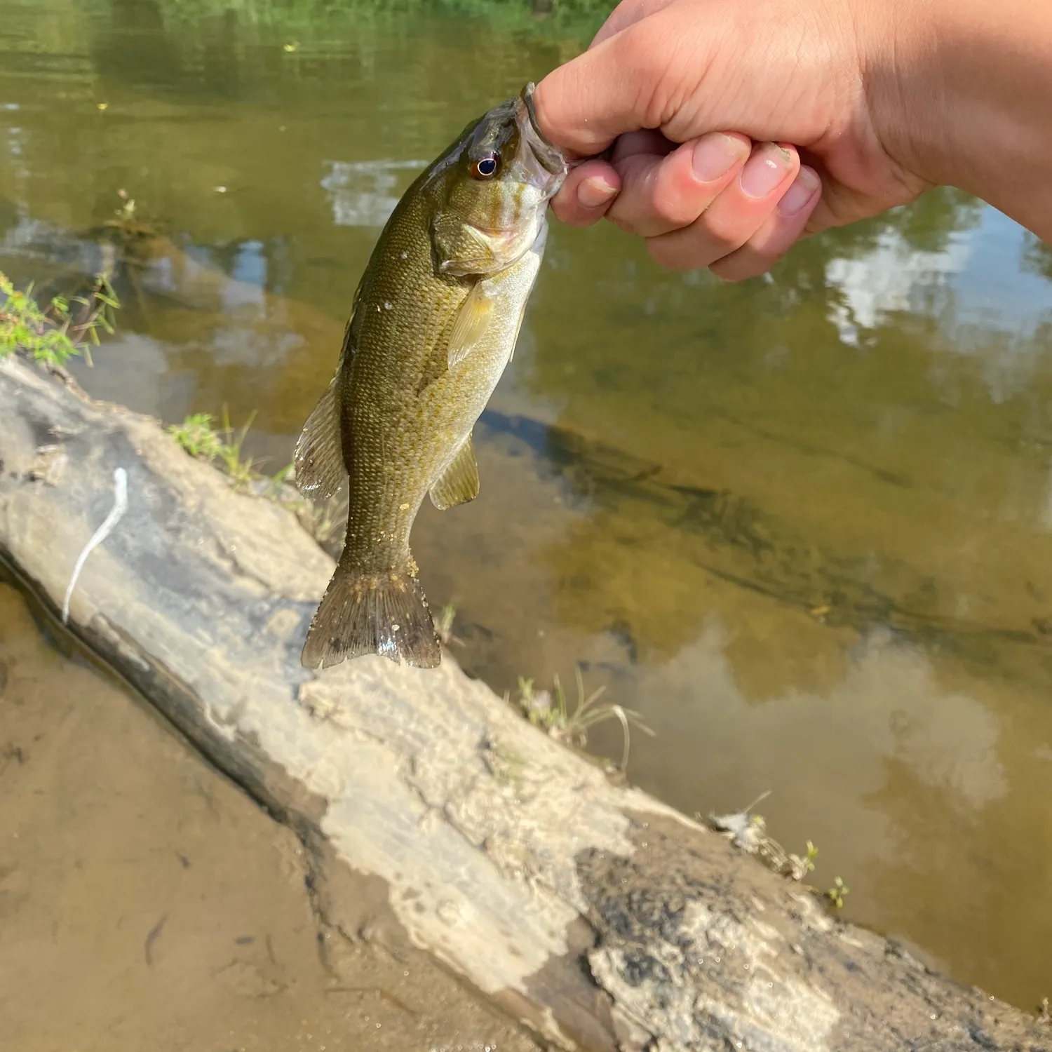 Smallmouth bass caught on Fishbrain