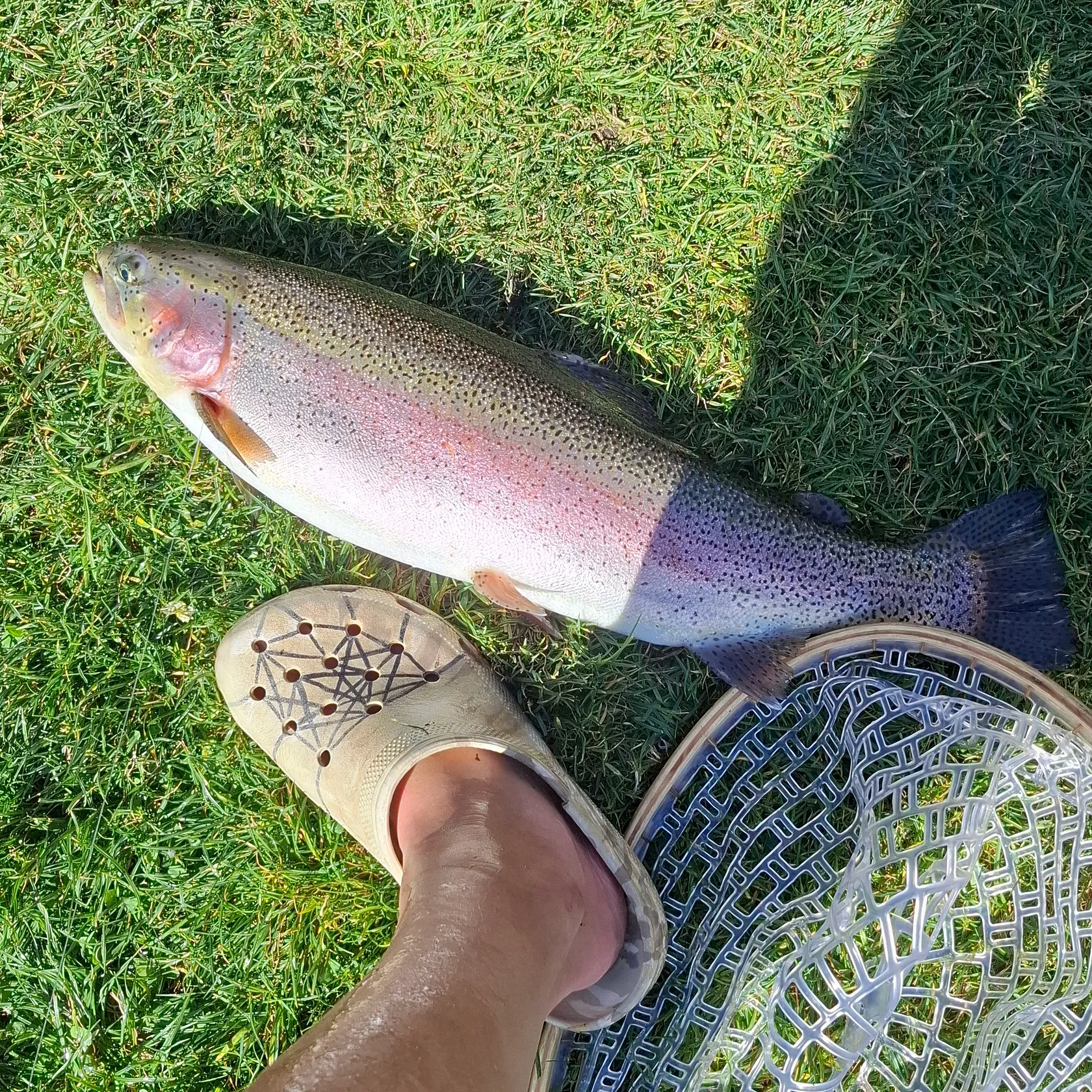 Rainbow trout caught on Fishbrain