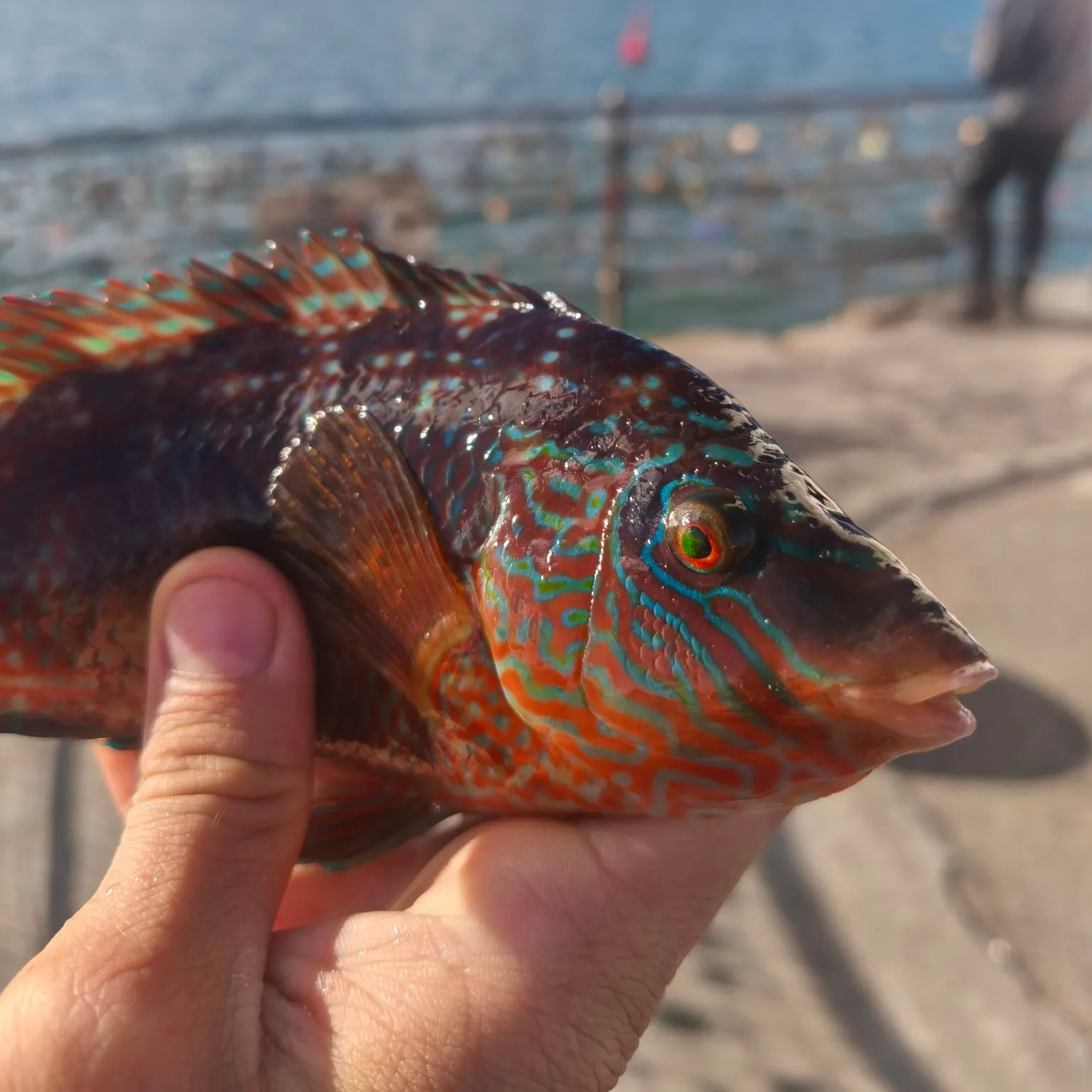 The most recent Corkwing wrasse catches on Fishbrain