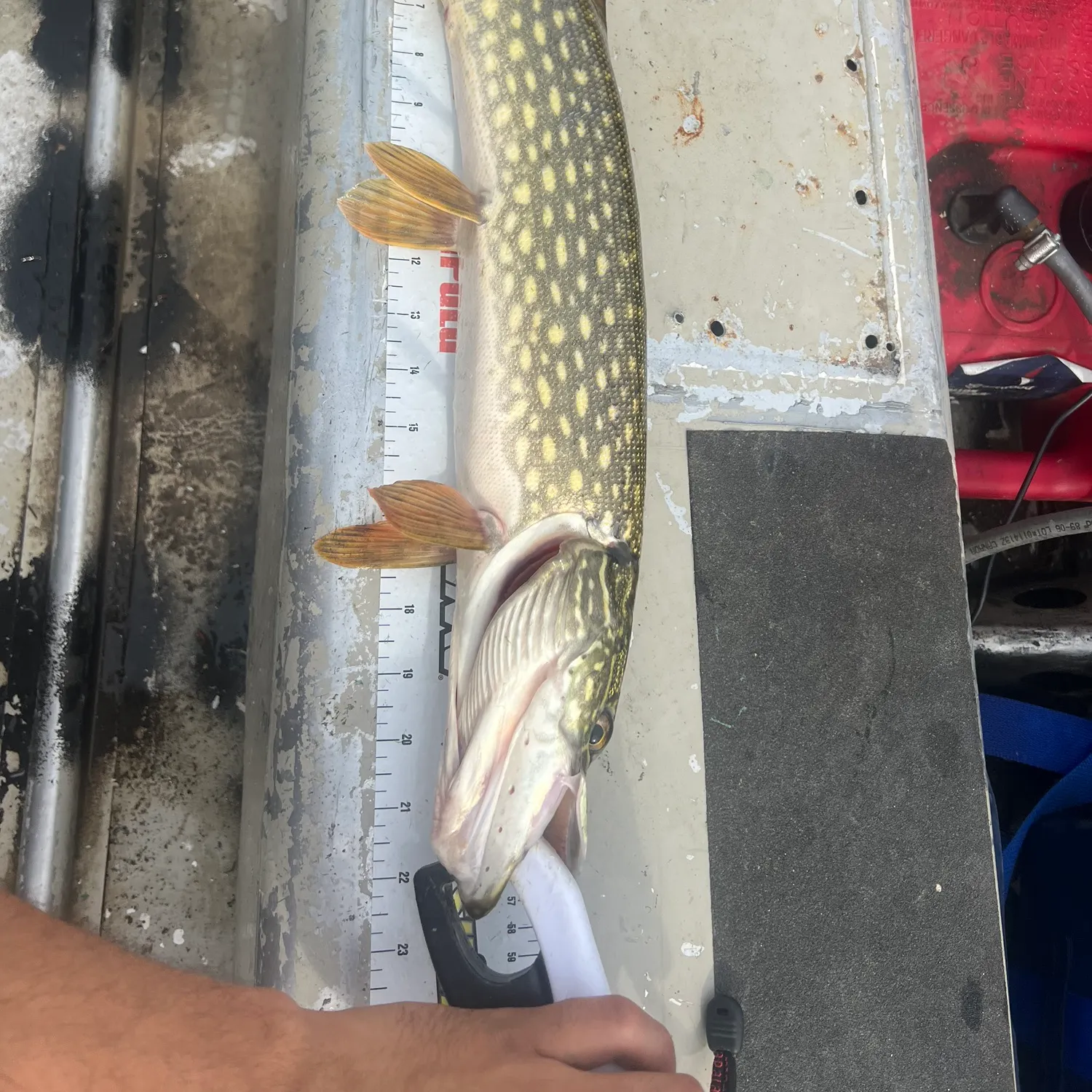 Northern pike caught on Fishbrain
