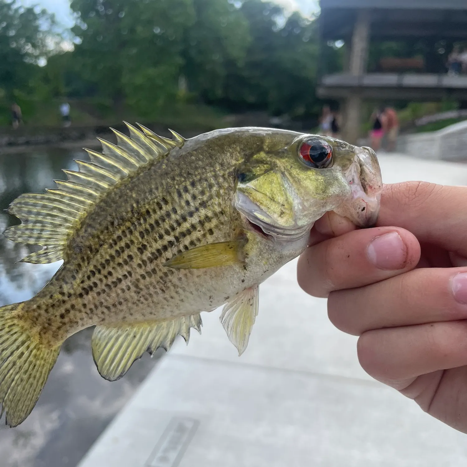 catch