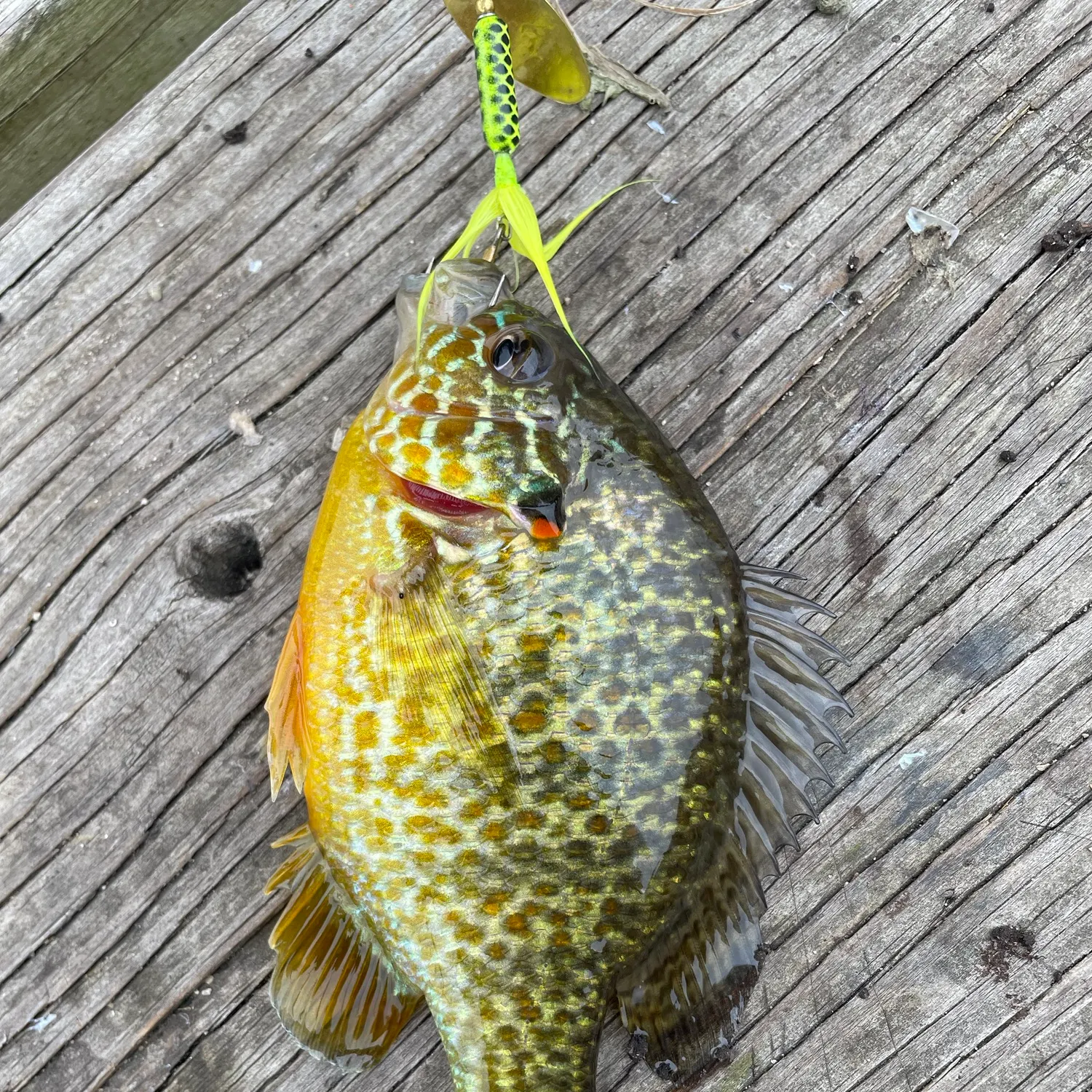 Pumpkinseed caught on Fishbrain