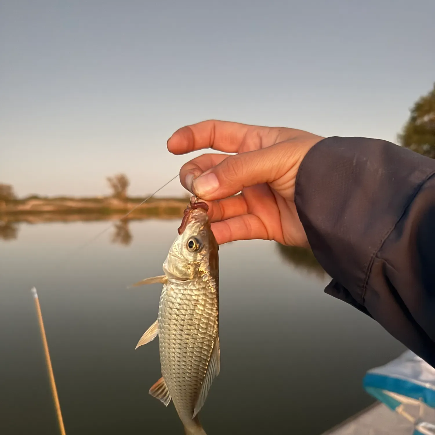 White bass caught on Fishbrain