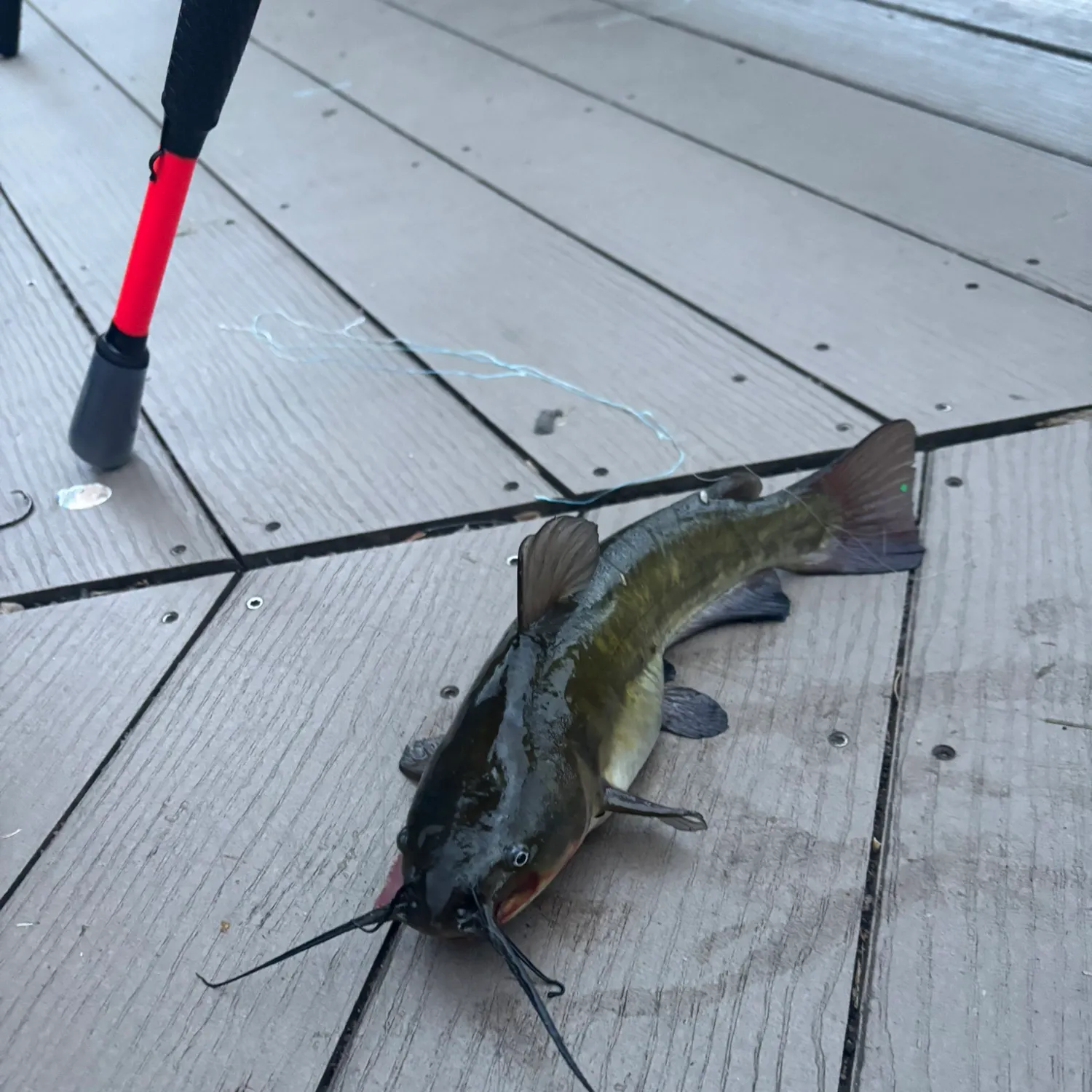 Black bullhead caught on Fishbrain