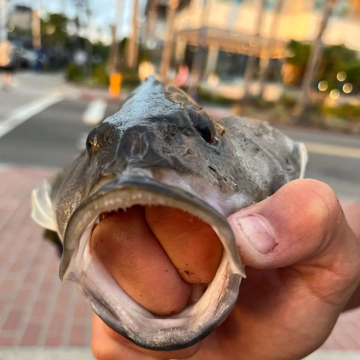 catch
