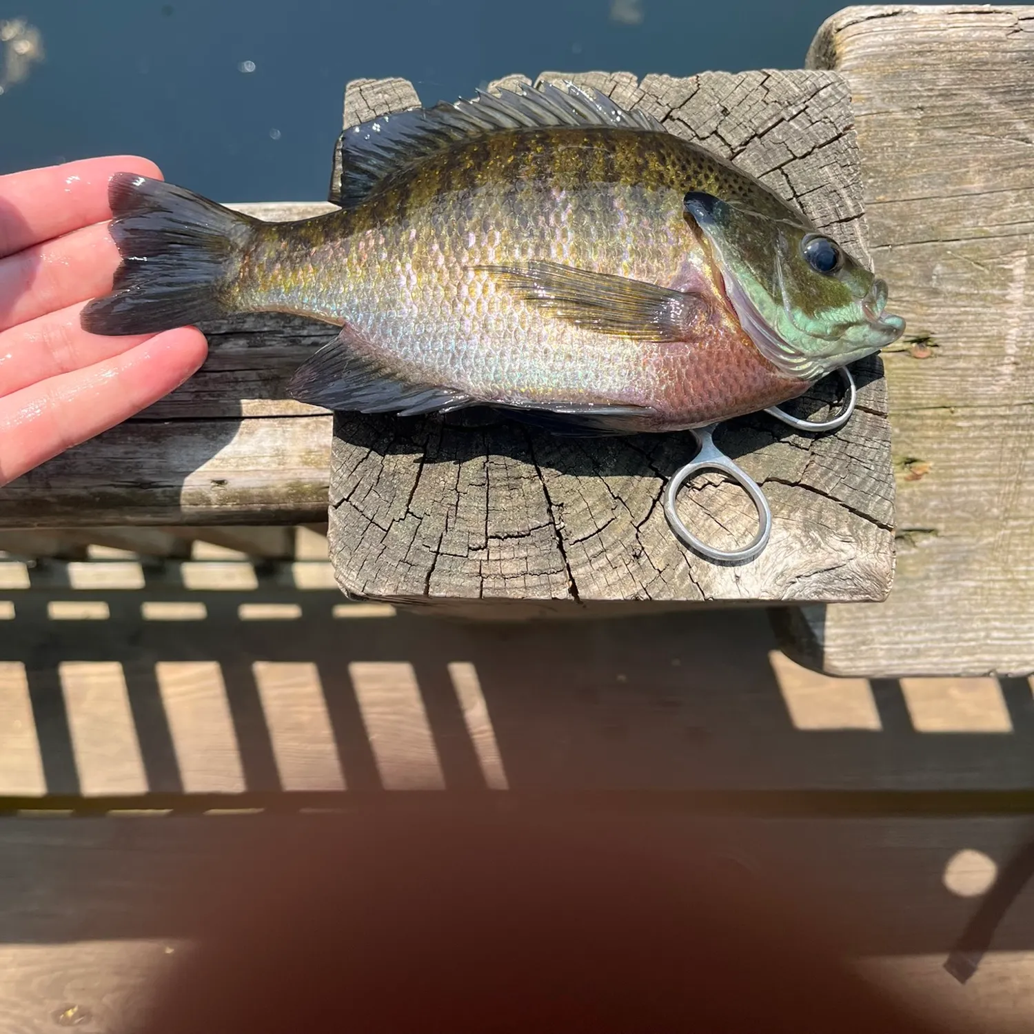 Bluegill caught on Fishbrain