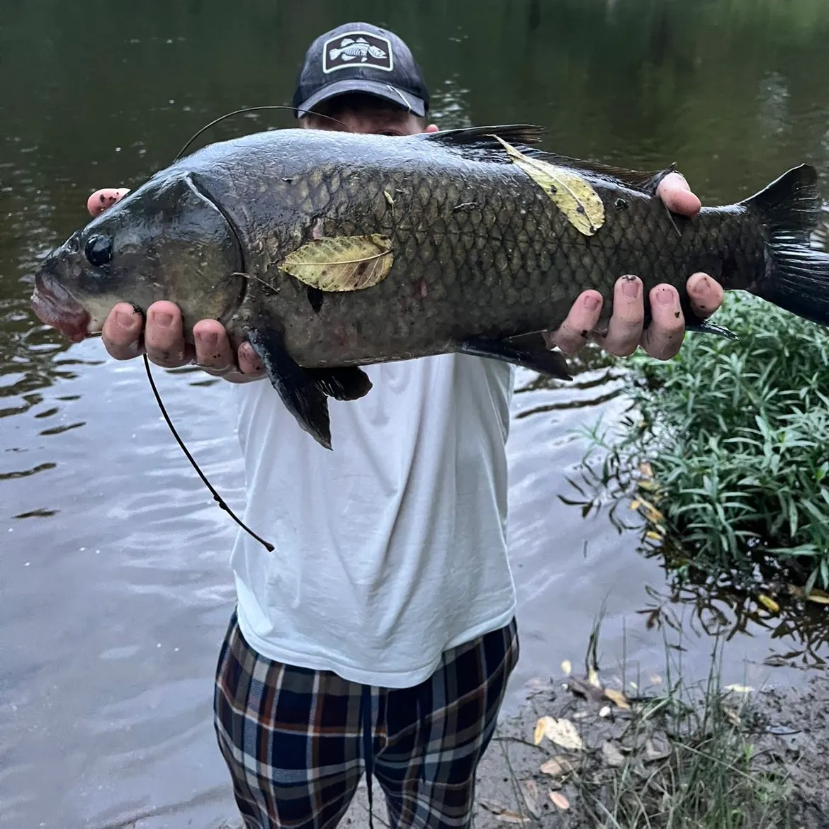 Smallmouth buffalo caught on Fishbrain