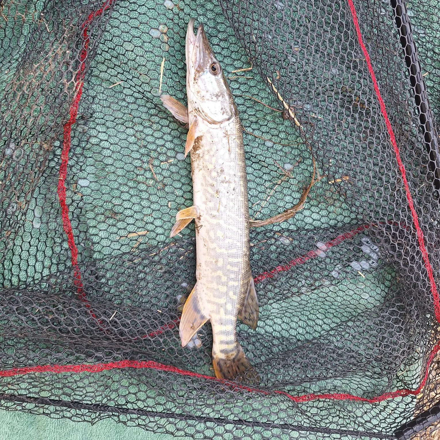 Northern pike caught on Fishbrain