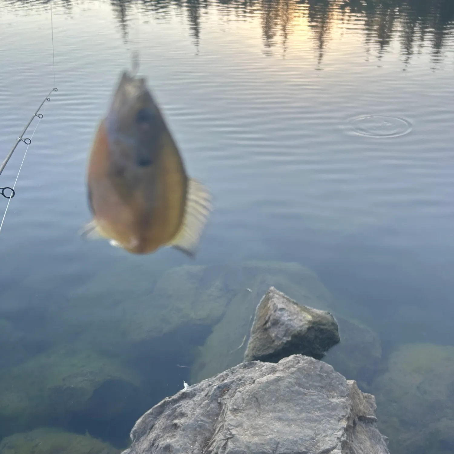 Bluegill caught on Fishbrain