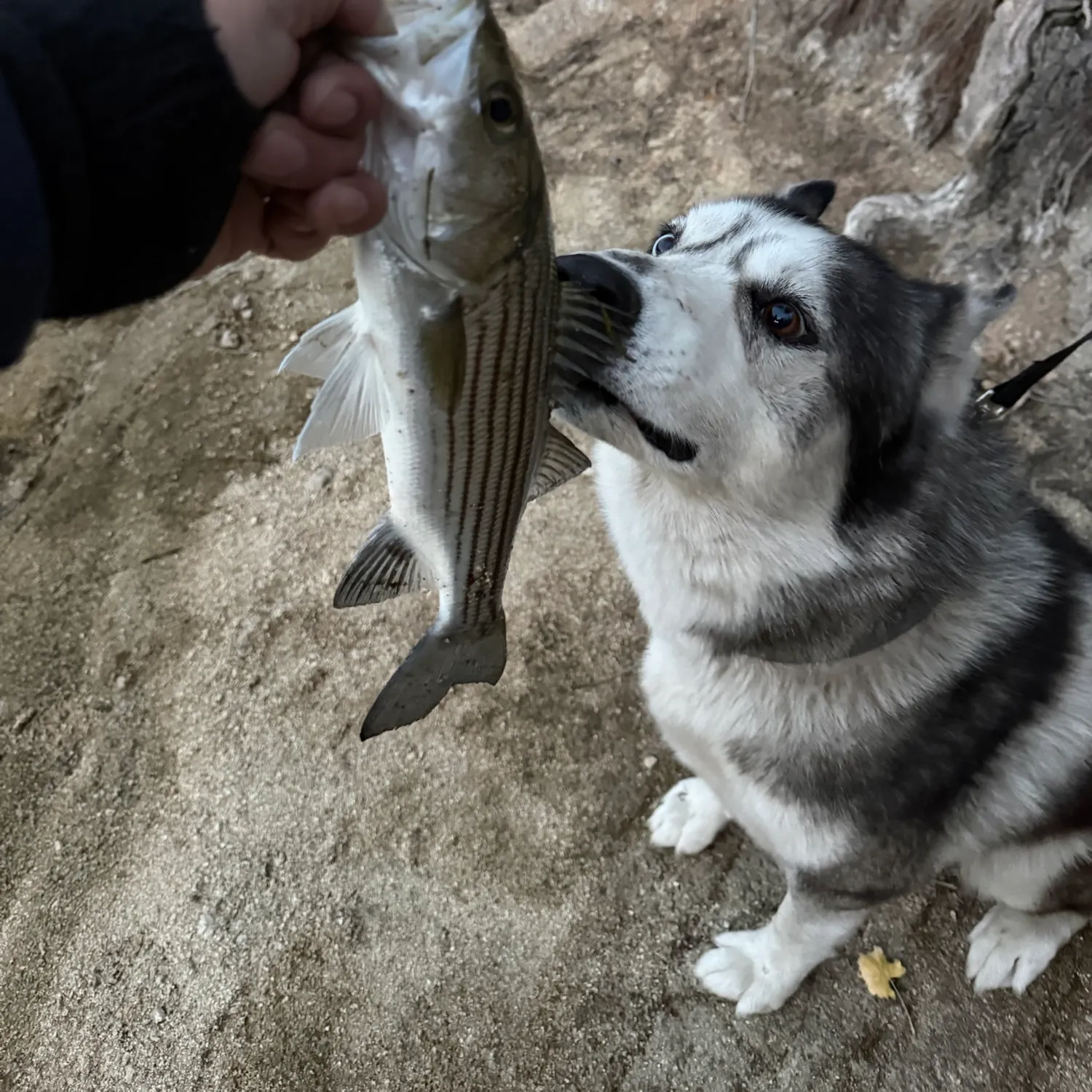 Striped bass caught on Fishbrain