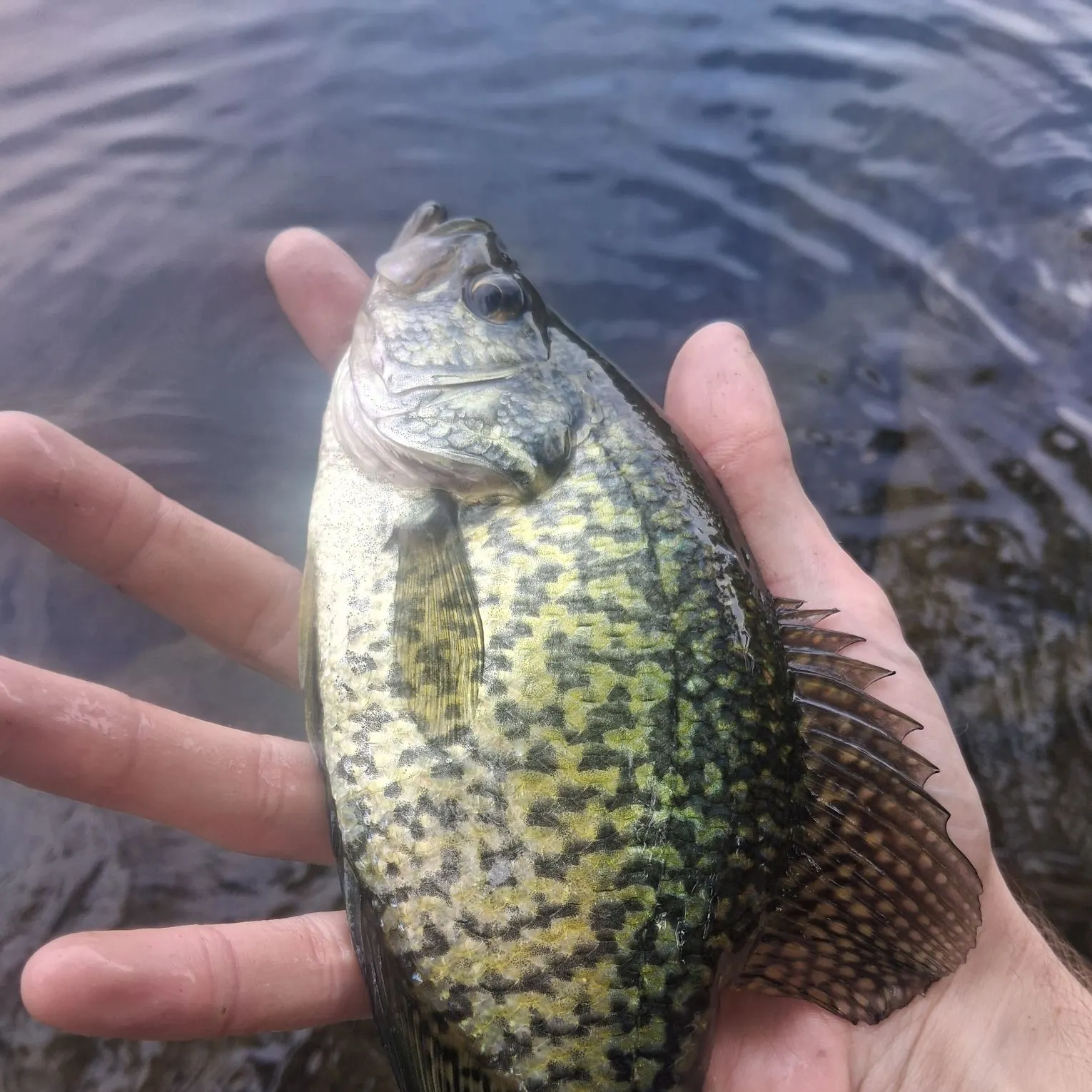 Black crappie caught on Fishbrain