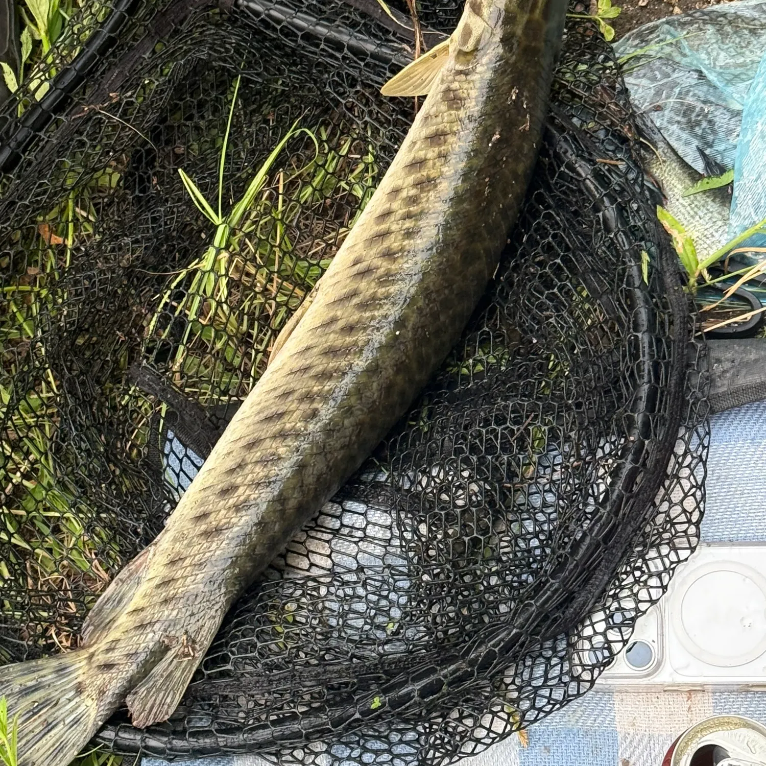 Florida gar caught on Fishbrain