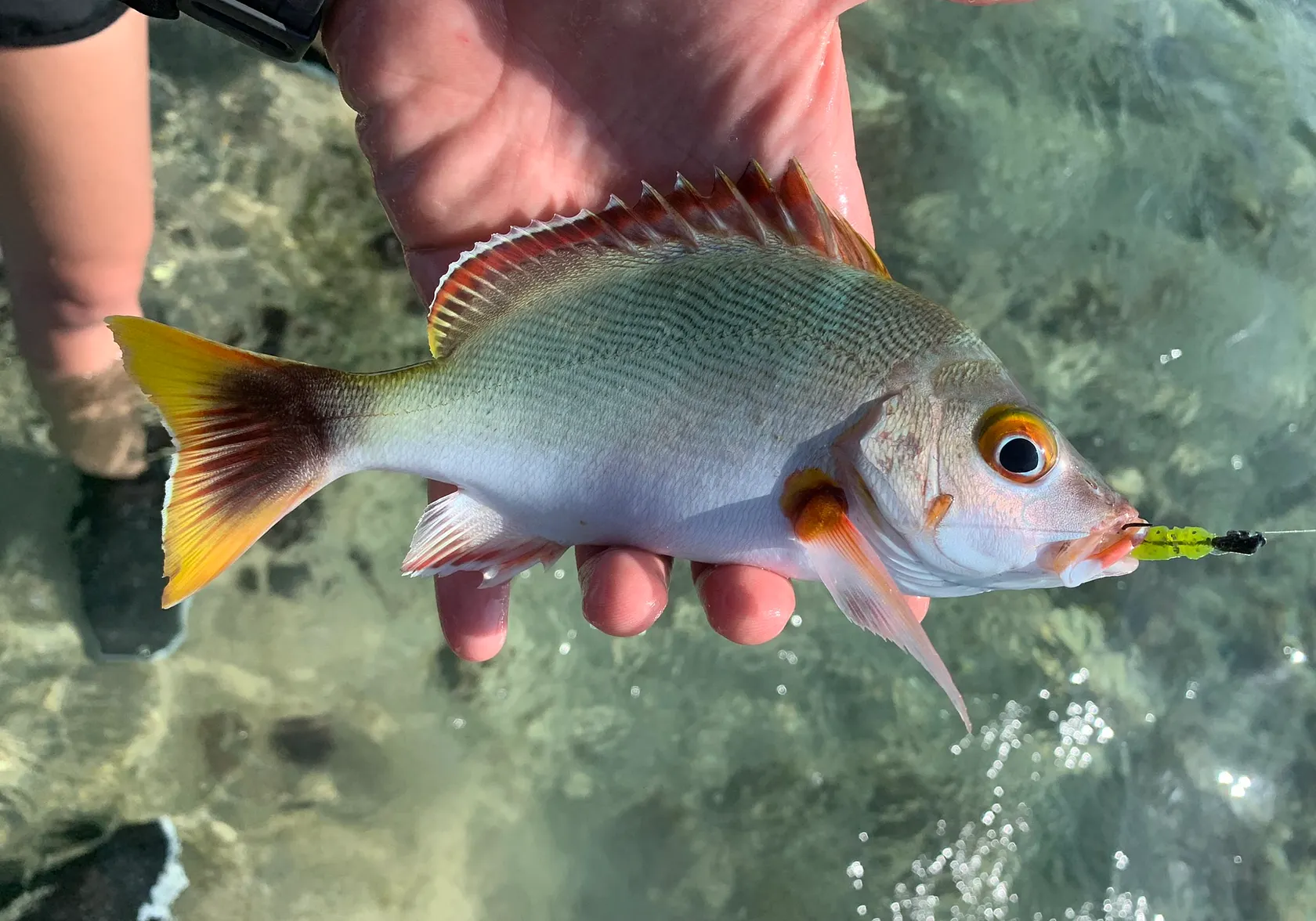 Humpback red snapper