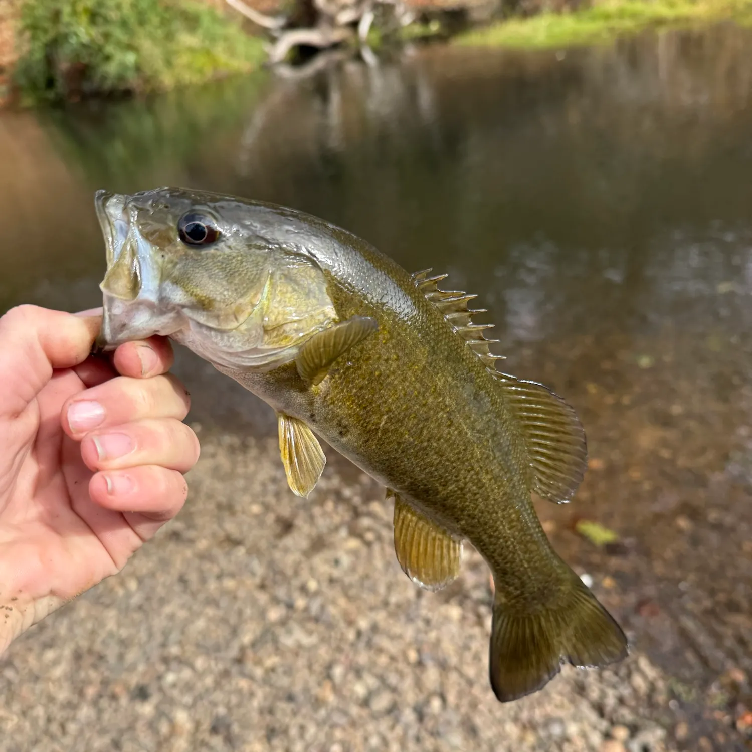 Smallmouth bass caught on Fishbrain