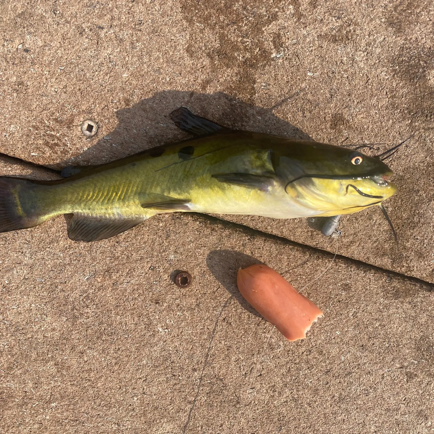 Fish caught on Fishbrain