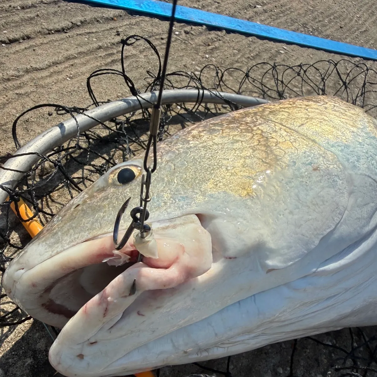 Red drum caught on Fishbrain