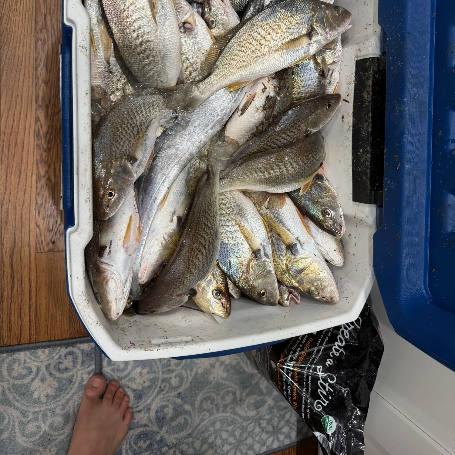 Atlantic croaker caught on Fishbrain