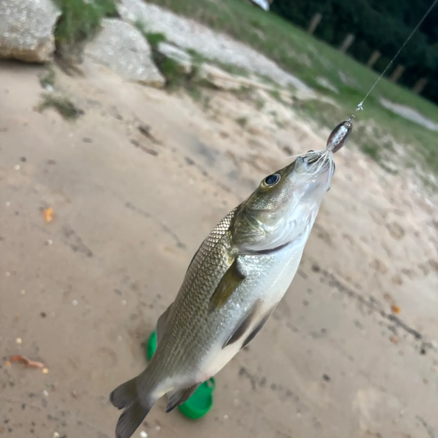 White perch caught on Fishbrain