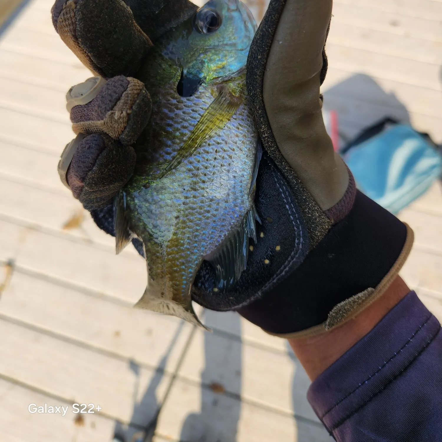 Bluegill caught on Fishbrain