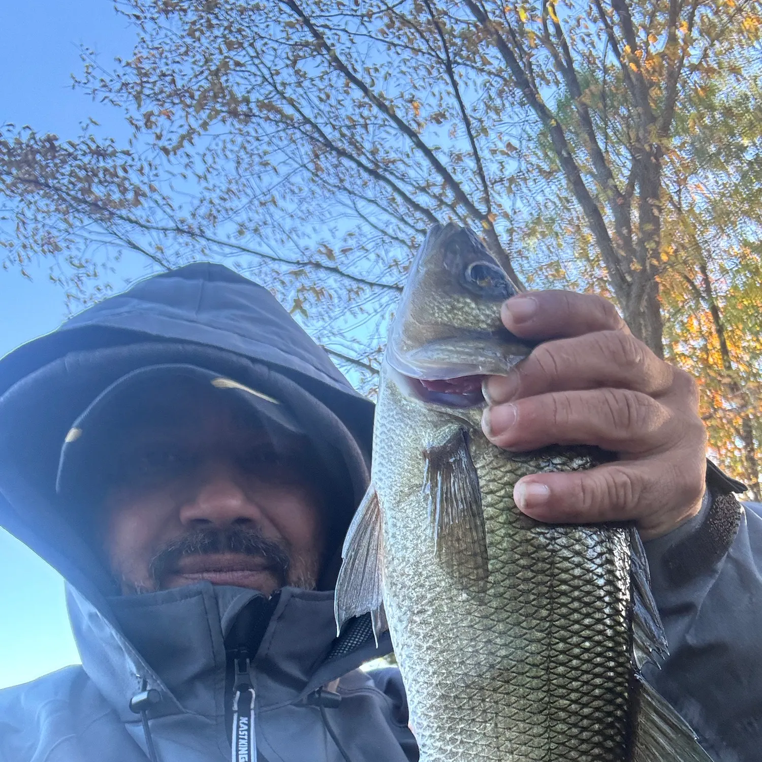 White perch caught on Fishbrain