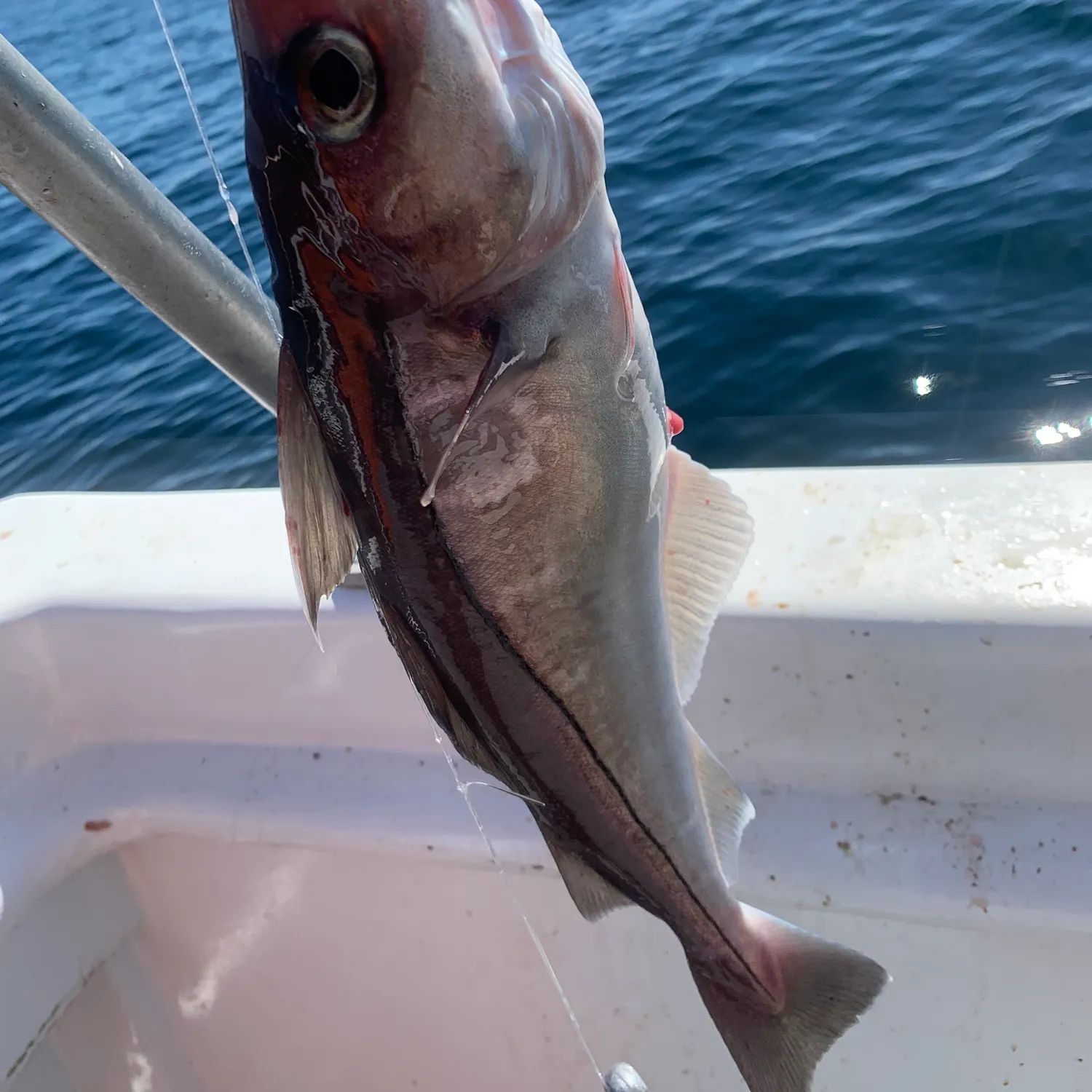 Haddock caught on Fishbrain