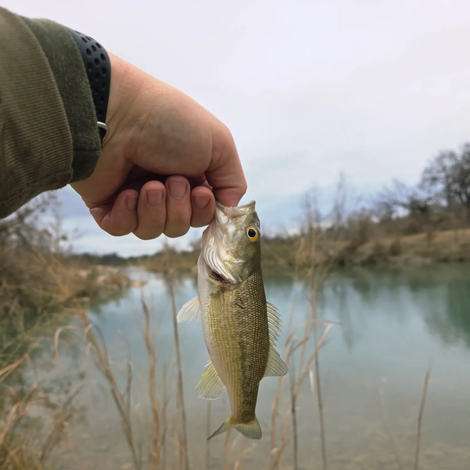 The most recent Guadalupe bass catches on Fishbrain