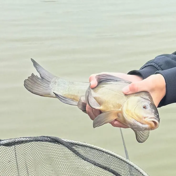 Tench caught on Fishbrain
