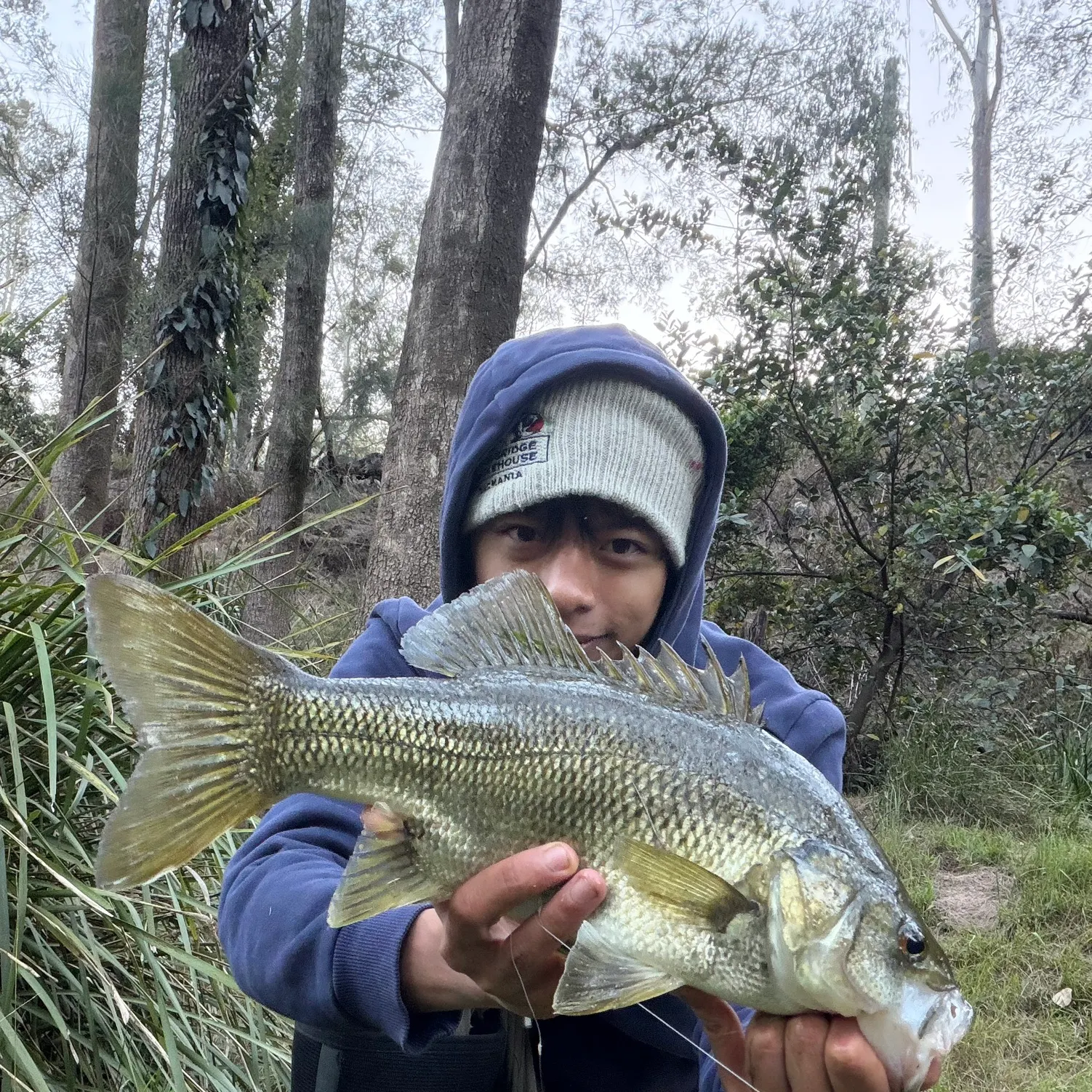 The most recent Australian bass catches on Fishbrain