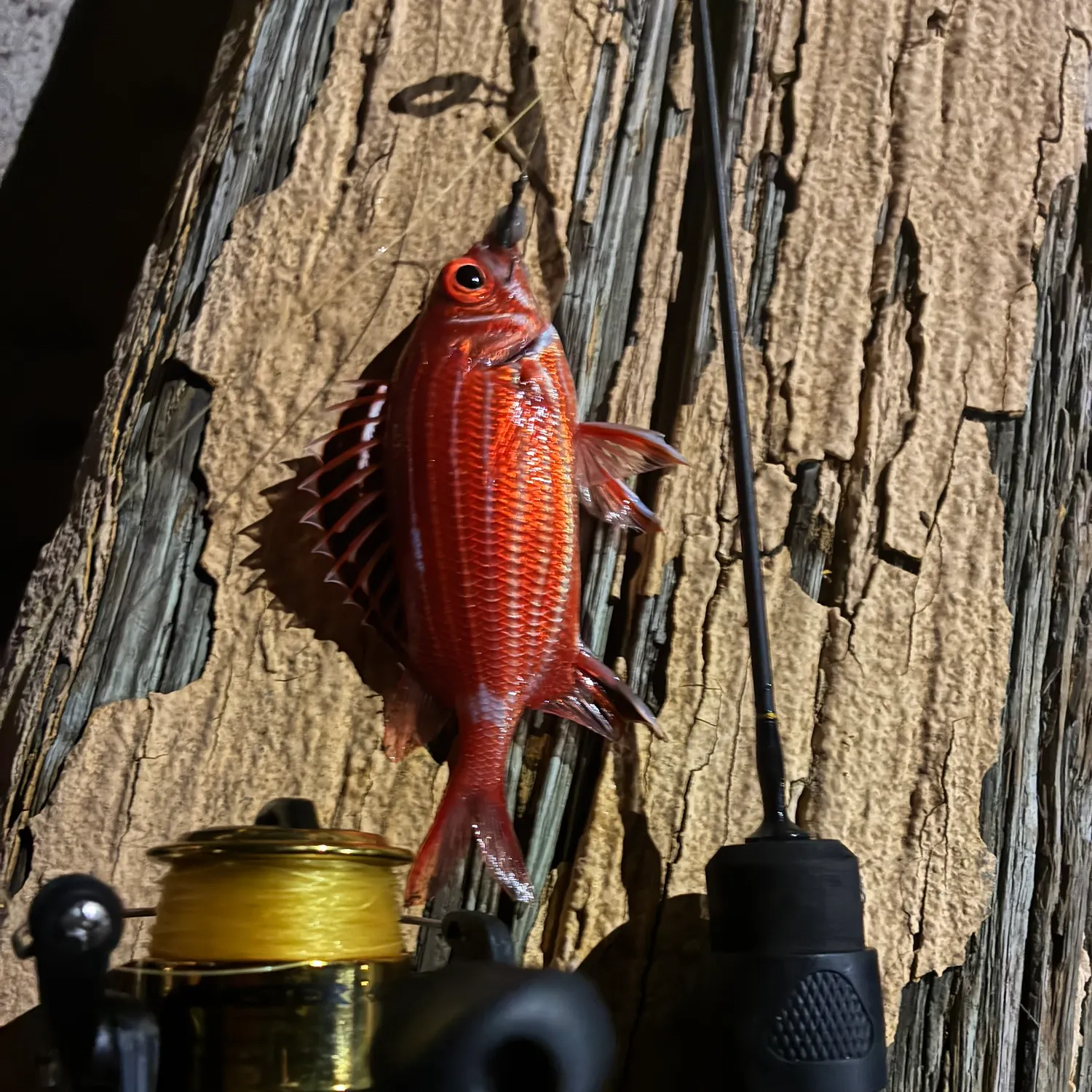 The most recent Hawaiian squirrelfish catches on Fishbrain
