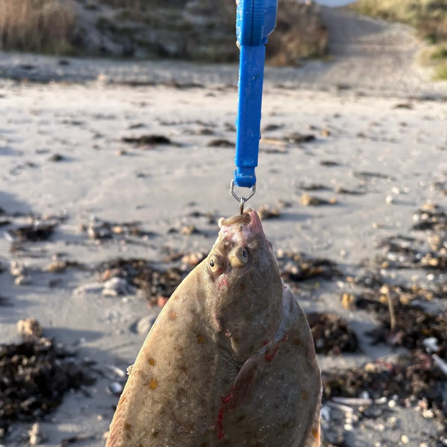The most recent European plaice catches on Fishbrain
