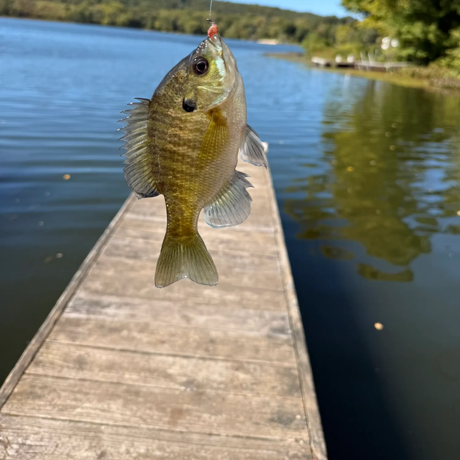 Bluegill caught on Fishbrain