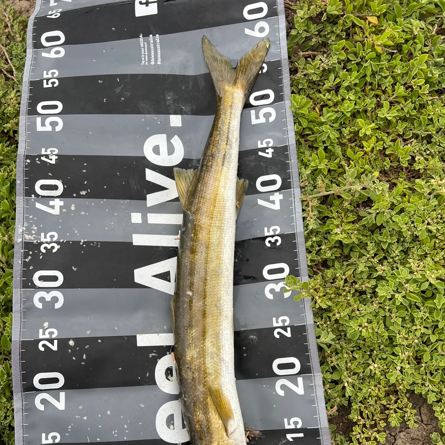 The most recent Australian barracuda catches on Fishbrain