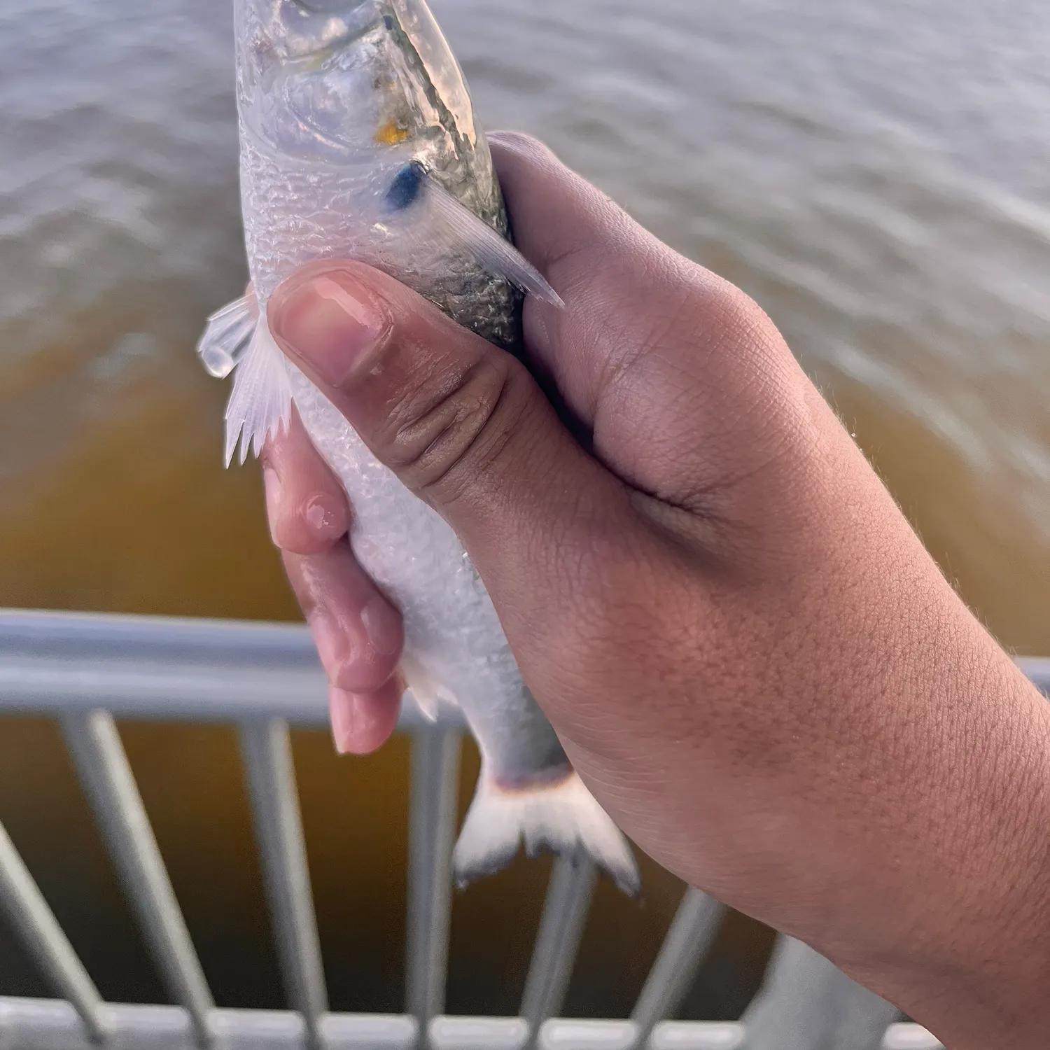 The most recent Striped mullet catches on Fishbrain