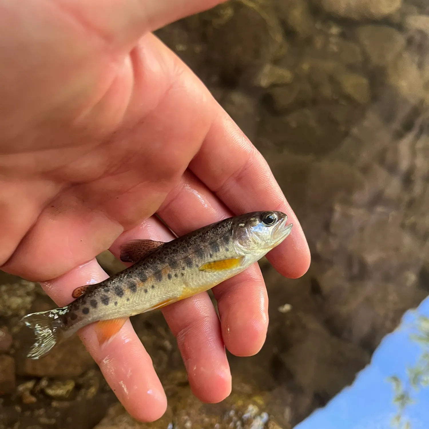 The most recent Gila trout catches on Fishbrain