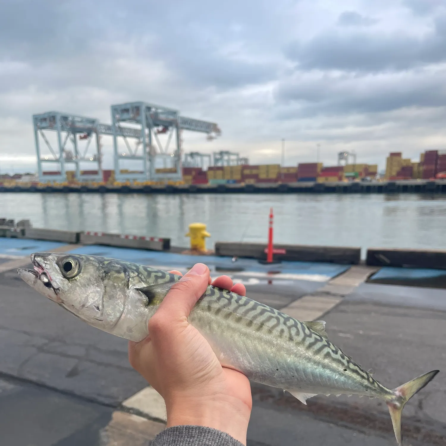 Fish caught on Fishbrain