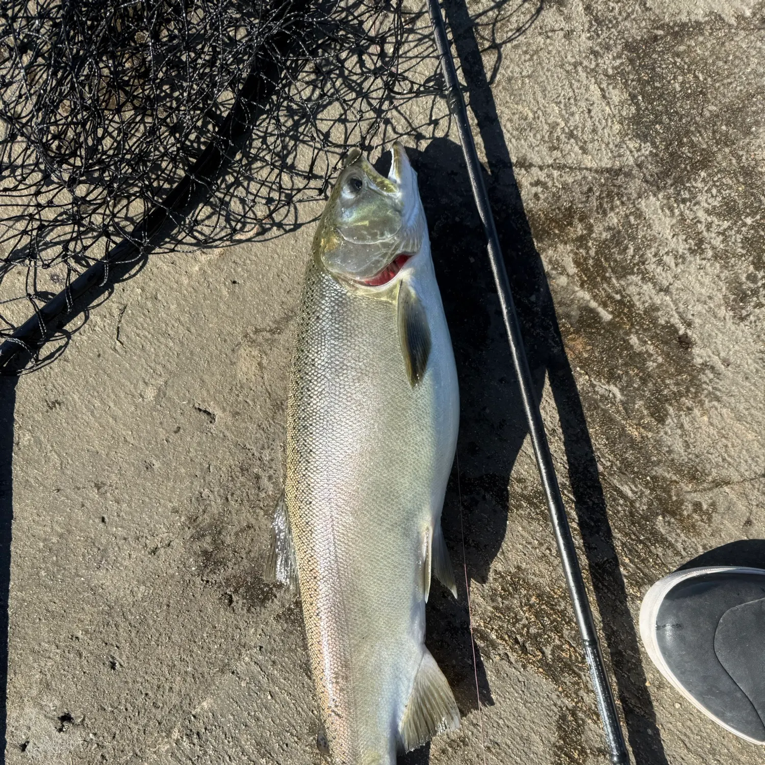 The most recent Steelhead catches on Fishbrain