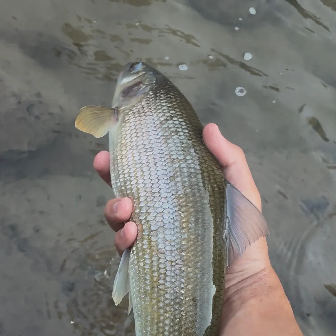Mountain whitefish caught on Fishbrain
