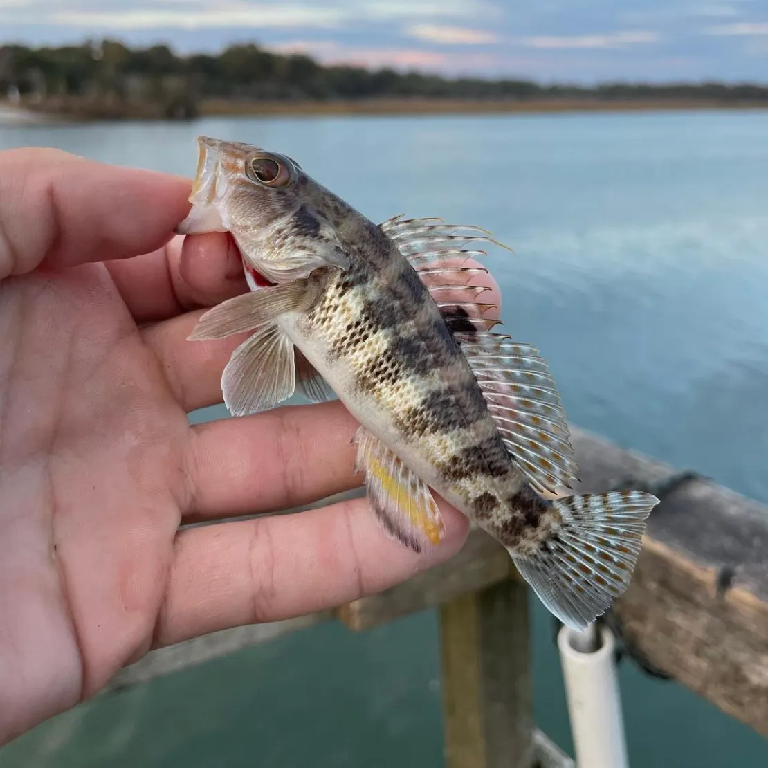 The most recent Rock sea bass catches on Fishbrain