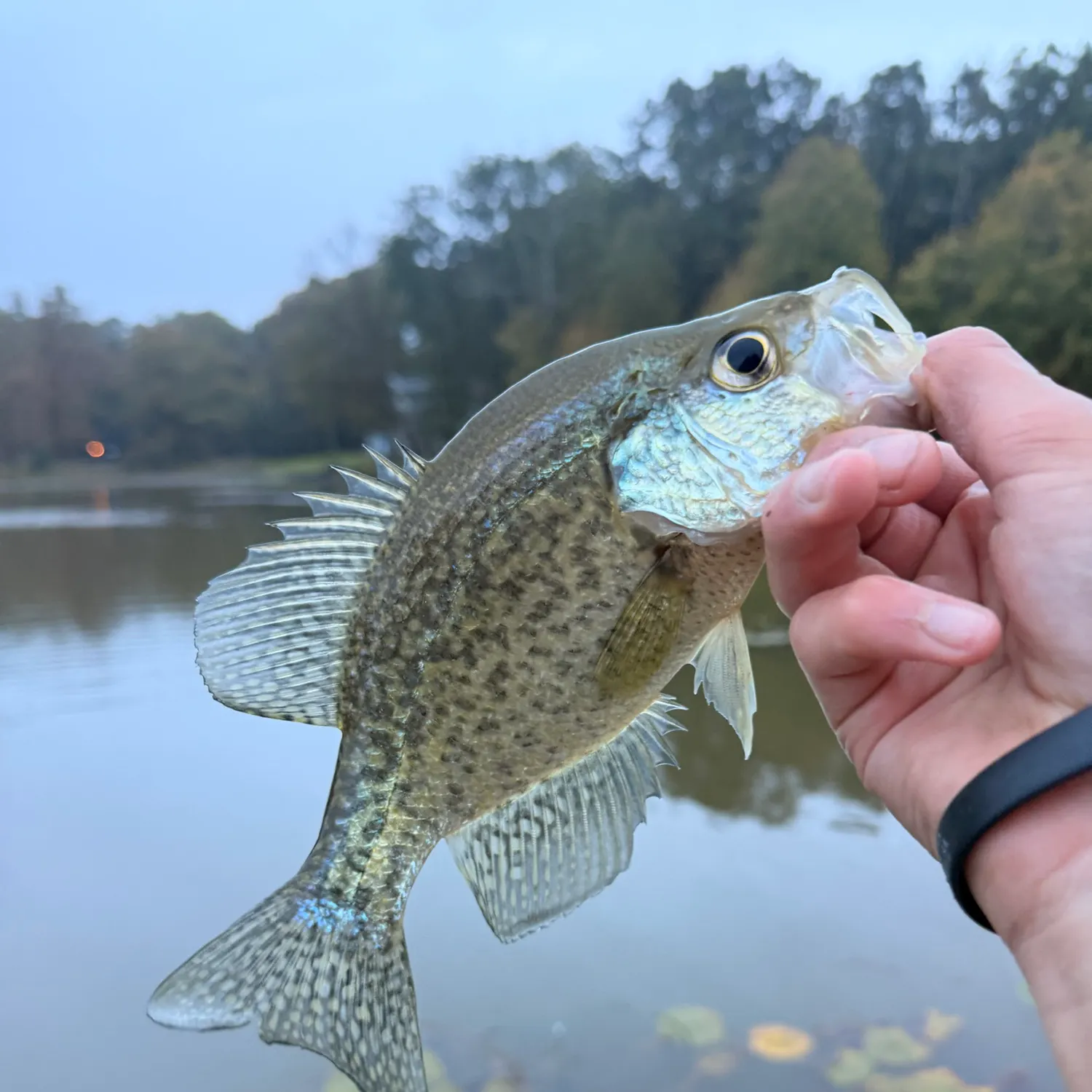 White crappie caught on Fishbrain