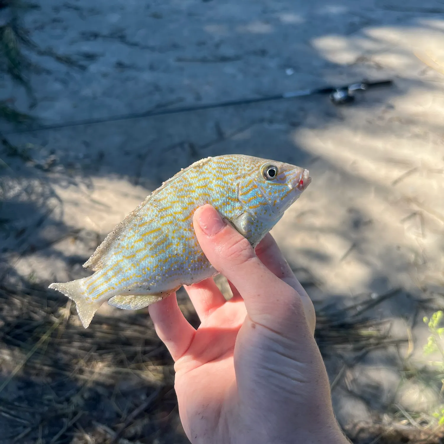 White grunt caught on Fishbrain