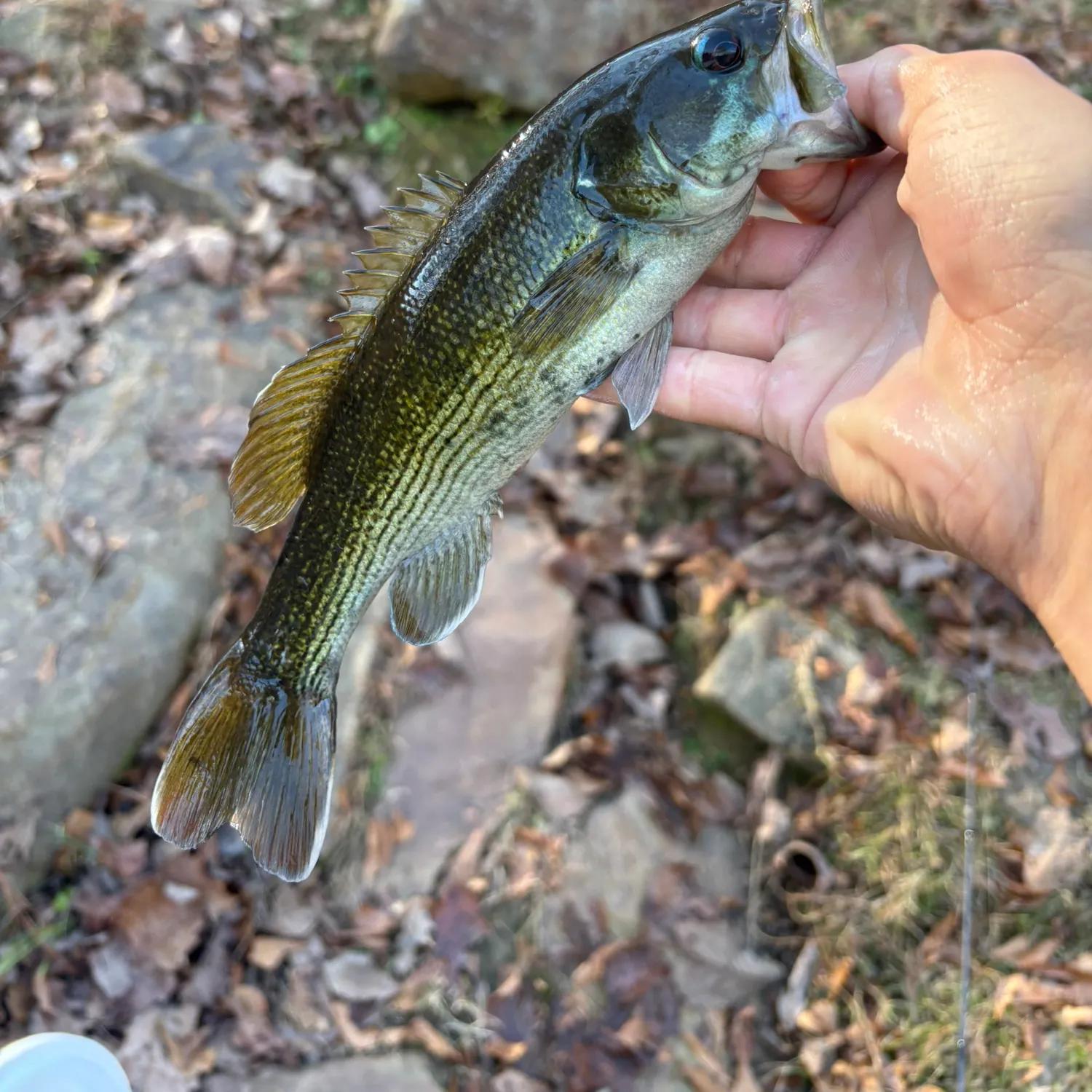 The most recent Warrior bass catches on Fishbrain