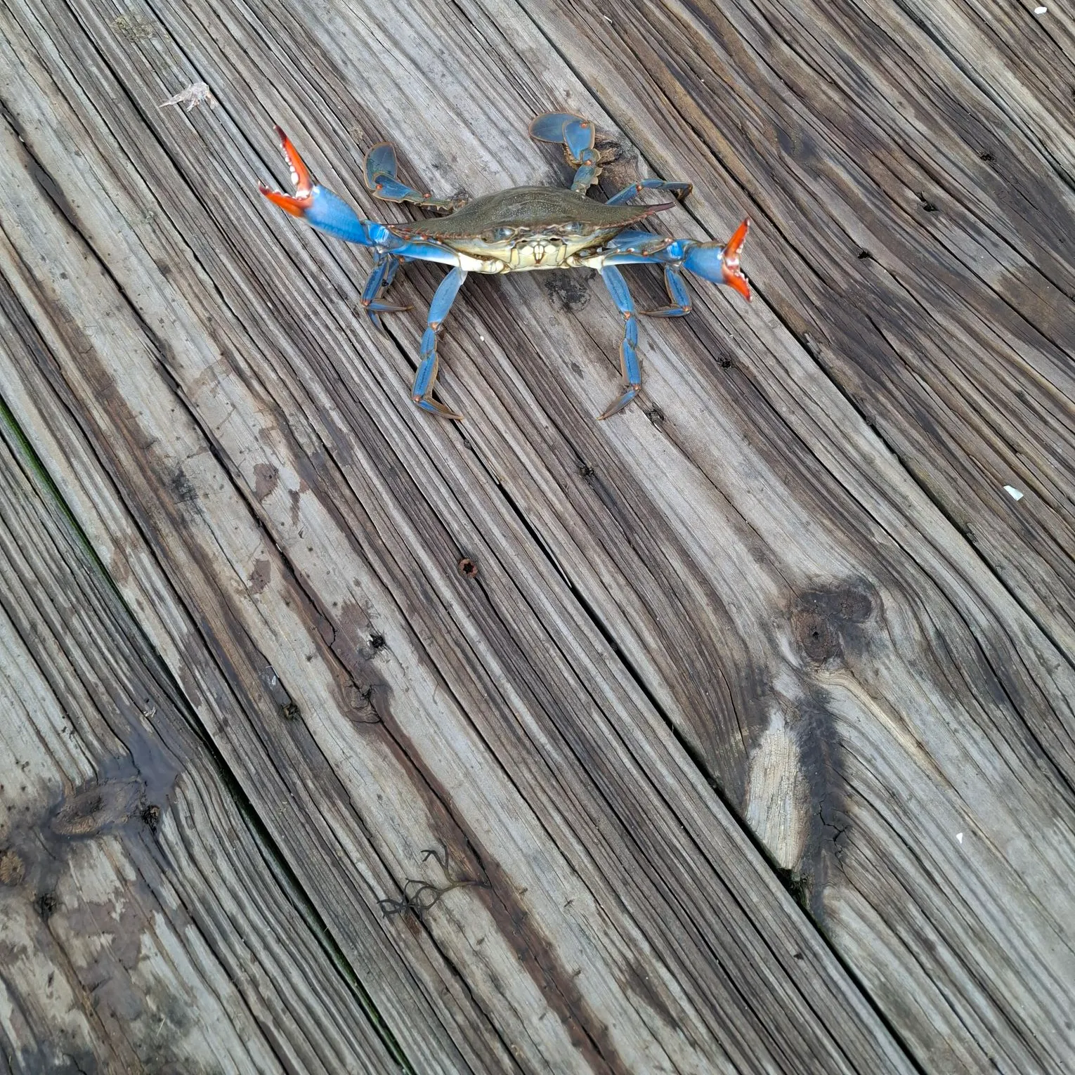 Blue crab caught on Fishbrain