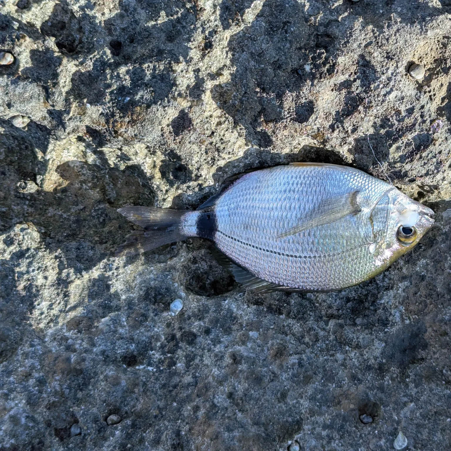 The most recent Annular seabream catches on Fishbrain