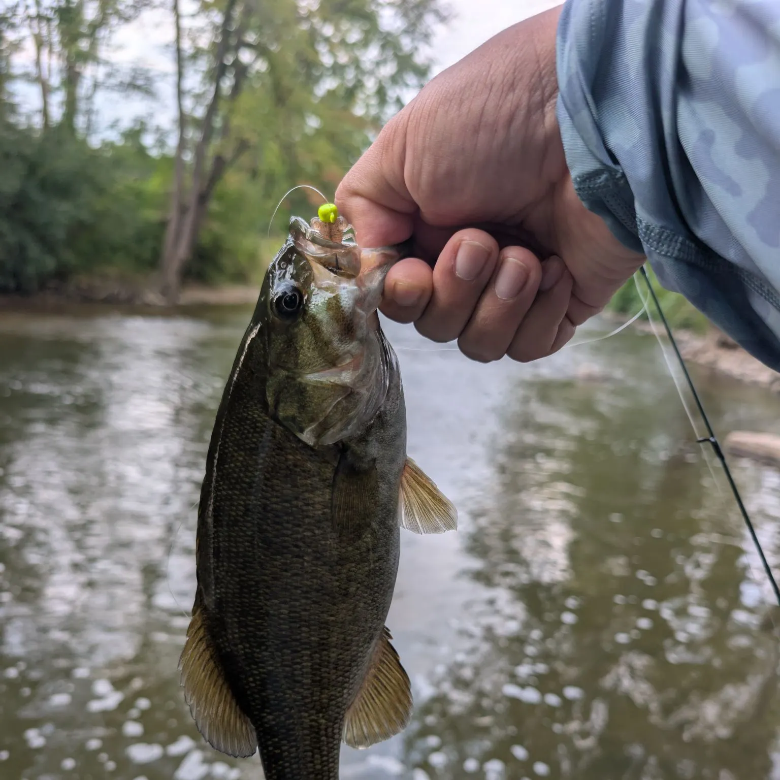 Smallmouth bass caught on Fishbrain