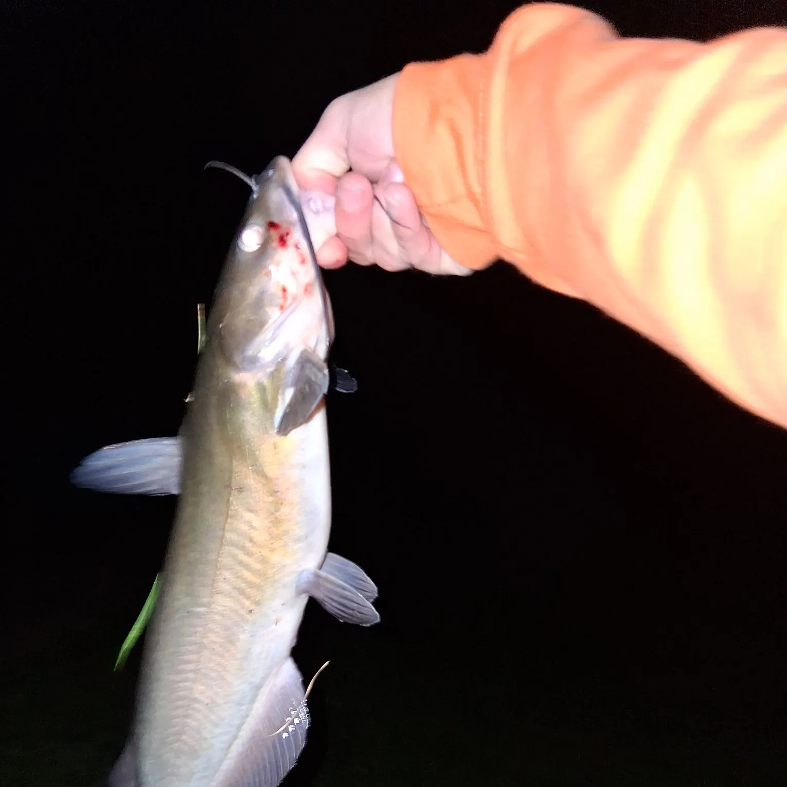 Channel catfish caught on Fishbrain