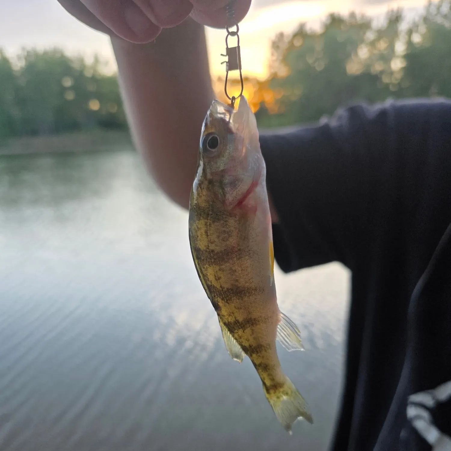 Yellow perch caught on Fishbrain