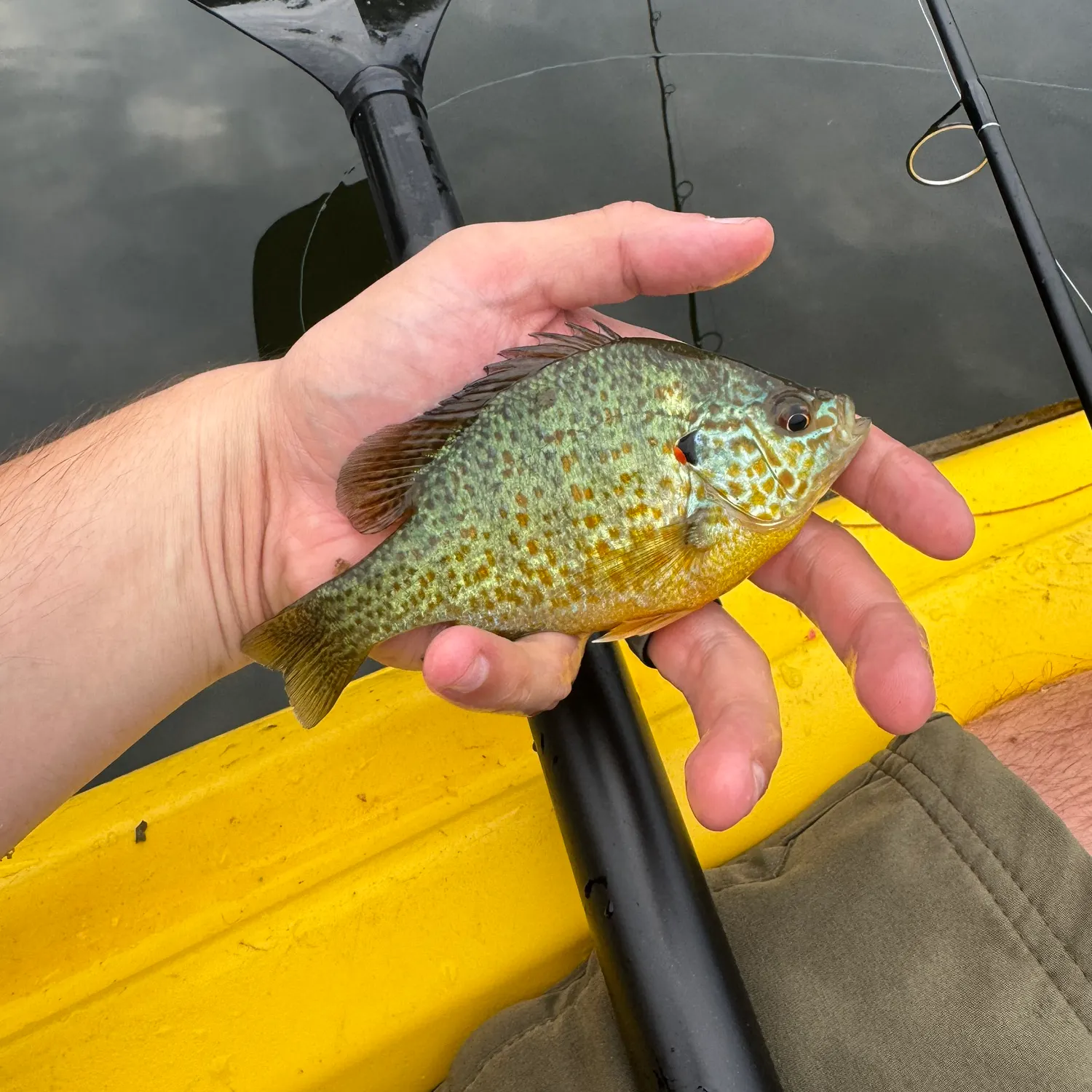 Pumpkinseed caught on Fishbrain