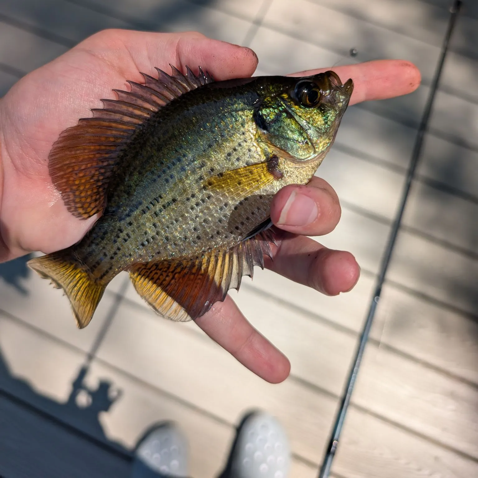 The most recent Flier catches on Fishbrain