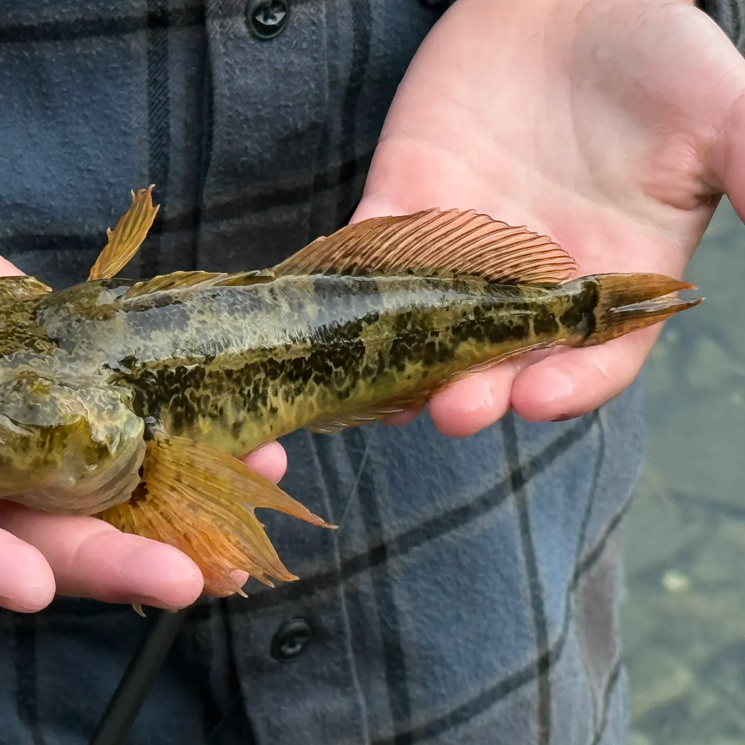 Slimy sculpin caught on Fishbrain