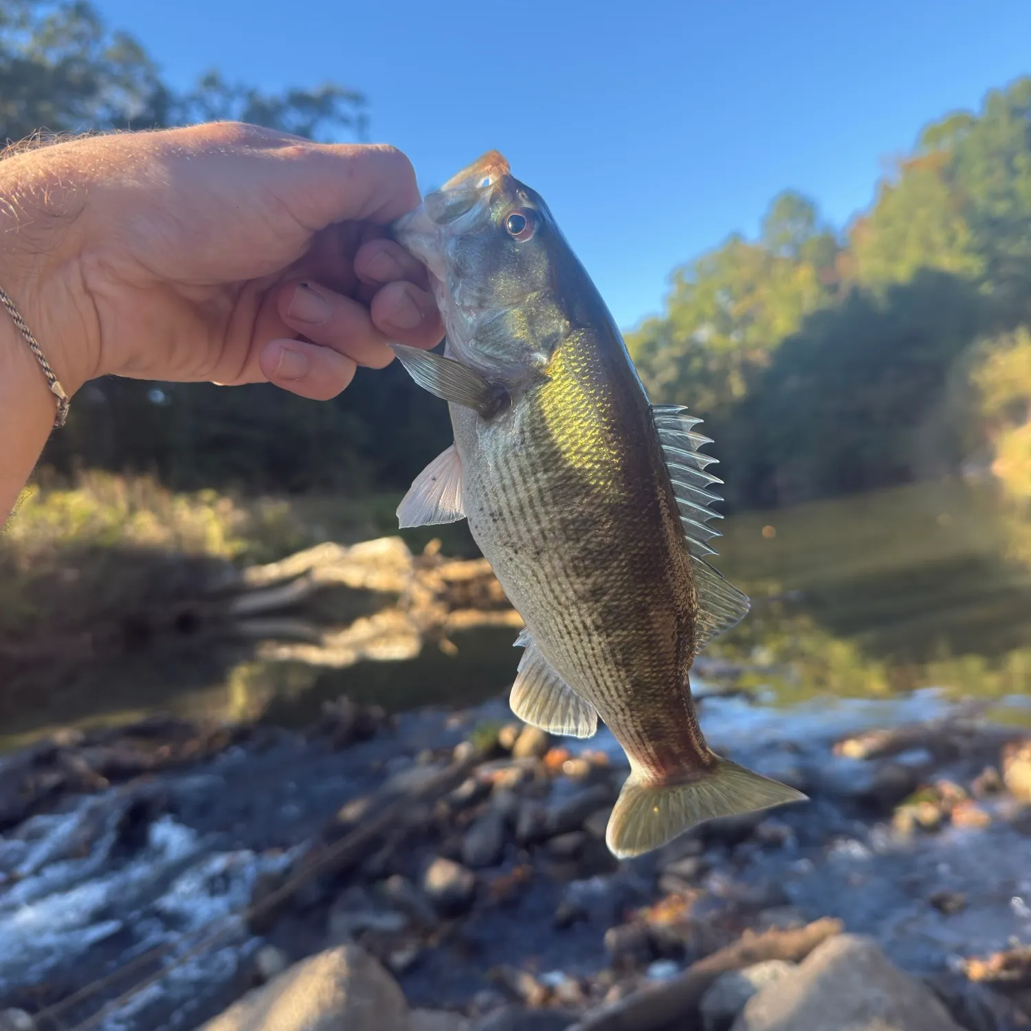 Spotted bass caught on Fishbrain